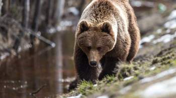 В Иркутской области полиция застрелила медведя на кладбище