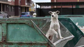 В Астрахани отловили девять бродячих собак после нападения на школьницу
