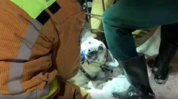 Спасатели в Москве освободили застрявшую в калитке собаку