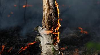 В Астраханском заповеднике произошел крупный пожар