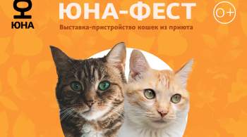 Выставка-пристройство кошек  Юна-Фест  пройдет в Парке Горького в Москве 