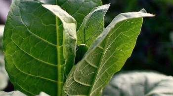 Россельхознадзор отменит запрет на импорт табачного сырья из Индии