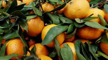 Абхазский биолог рассказал, как выбрать вкусные мандарины