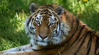 Амурскому тигру больше не грозит исчезновение, заявили в WWF России