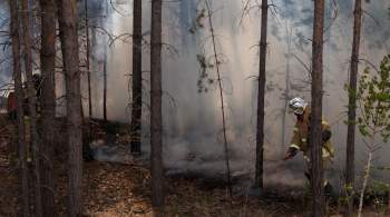 В России за сутки потушили 197 лесных пожаров