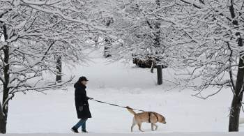 Десять тысяч единиц техники ликвидируют последствия снегопада в Москве
