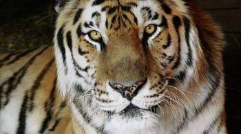 Амурских тигров в Хабаровском крае пересчитали за два дня