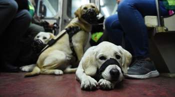 На Кубани предлагают увеличить компенсацию на содержание собак-проводников 
