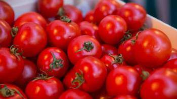 Красен и опасен: нутрициолог рассказала об опасности помидоров