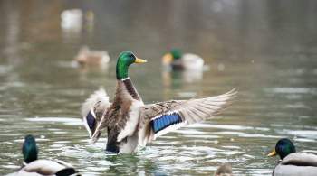 Котореновация и duck-friendly-пруды: как помогают городским животным 