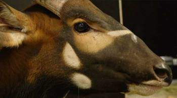 В Московском зоопарке начнут разводить краснокнижных антилоп бонго