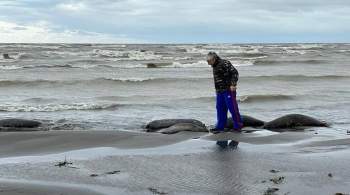  Есть новые детали . Что известно о массовой гибели тюленей в Дагестане
