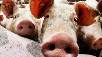 В холдинге  Мираторг  под Белгородом выявили африканскую чуму свиней