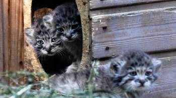 В Новосибирском зоопарке родились шесть котят краснокнижного манула