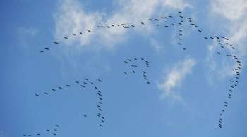 В Москве составили календарь-прогноз миграции птиц: последними улетят гуси
