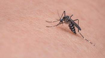 В Крыму начали бороться с нашествием комаров