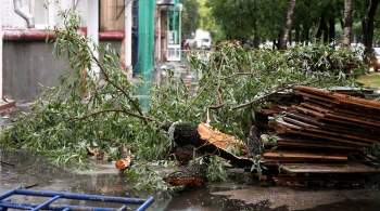 В Москве из-за непогоды упали 170 деревьев, повреждены 45 автомобилей