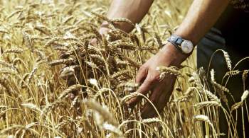Италия выделила средства на поддержку инициативы  Зерно с Украины 