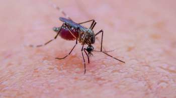 Идеальный инсектицид. Ученые испытали в США генное  оружие  против комаров