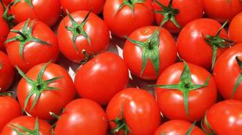 Россельхознадзор запретил ввоз томатов из Белоруссии