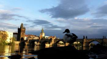 В Чехии завели дело на активиста из-за флага с буквой Z 