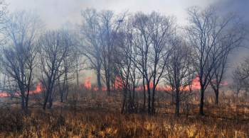 В Тюмени разгорелся ландшафтный пожар в районе одного из СНТ