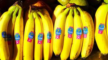 Экспортеры бананов из Эквадора хотят улучшить торговлю с Россией  