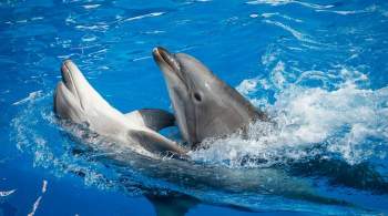 Анапский дельфинарий обнаружил масляные пятна в море