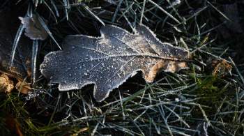 Вильфанд предупредил о заморозках в ряде регионов Европейской России