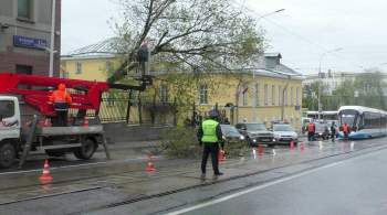 Москвичей призвали не парковать авто под деревьями из-за ветра