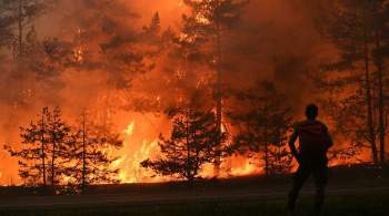 МЧС оценило площадь, пройденную огнем в лесах Марий Эл