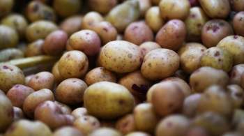 Агроном раскрыл уловку со  свежим  картофелем в магазинах