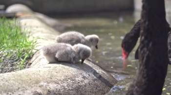 Маленькие черные лебеди вылупились в Московском зоопарке