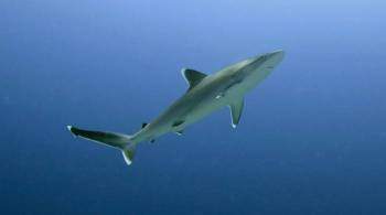 Ученые нашли в организмах акул защиту от COVID-19 
