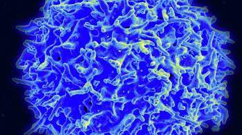 Ученые выяснили, что Т-клетки защищают от COVID-19 лучше, чем антитела