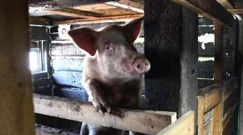На Кубани выявили очаг африканской чумы свиней  