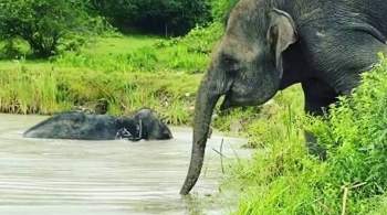 В Сочи открыли парк для реабилитации цирковых слонов
