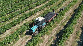 Минсельхоз запустит федеральный проект по развитию виноделия в России