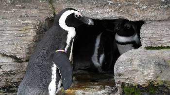 В красноярском зоопарке родились очковые пингвинята