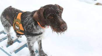 Лучшей собакой-спасателем России в 2021 году стала дратхаар Гретта