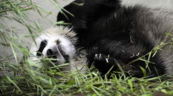 Две гигантские панды вернутся домой из Британии в декабре, сообщил МИД КНР 