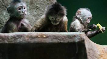 Первая смерть от вируса обезьяны: умер работавший с приматами человек