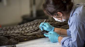 На юге Египта нашли древнюю гробницу с мумиями крокодилов