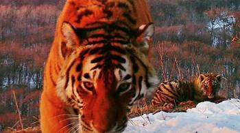 В Приморье проверяют видео, на котором неизвестные преследуют тигра