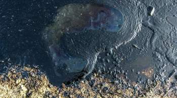 На берегу Оби обнаружили пятно от разлива нефтепродуктов