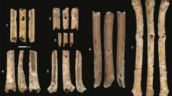 Ученые нашли созданные 12 тысяч лет назад флейты из костей птиц