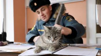 Кошка орловских спасателей Маруся будет бороться с грызунами в зоне СВО 