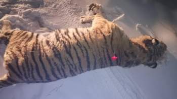 В Приморье отловили тигра, который загрыз собаку 