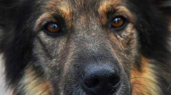 ГП выступила за разработку критериев немотивированной агрессии собак