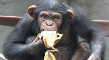 Женщине запретили посещать зоопарк из-за романа с шимпанзе